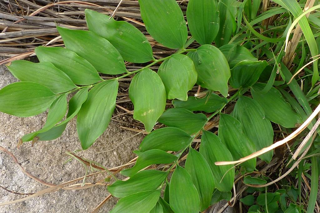 我见到的山东本土植物和园林栽培植物(303)玉竹