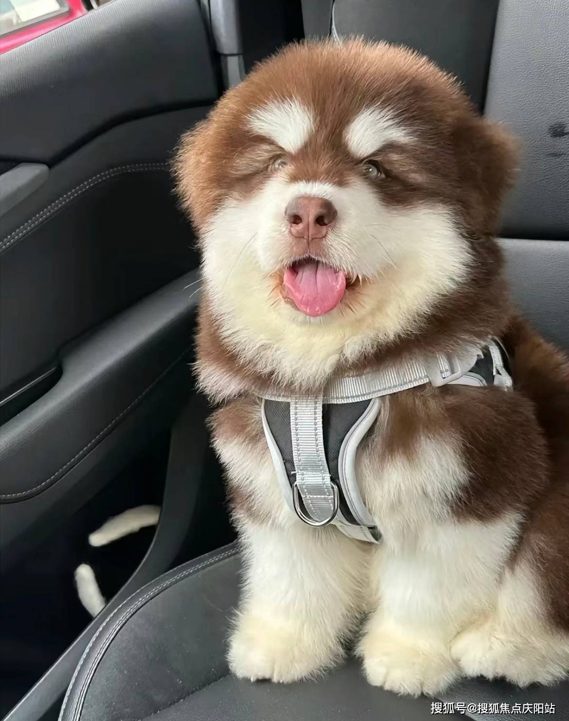 常州买阿拉斯加犬首页网站(常州新北区)买阿拉斯加犬在哪里买靠谱又