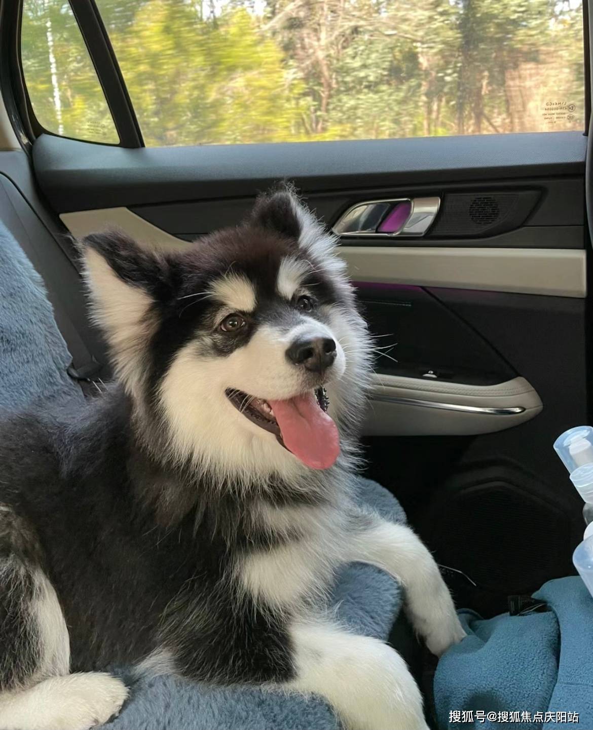 湖州买阿拉斯加犬首页网站(湖州吴兴区)哪里有阿拉斯加犬出售