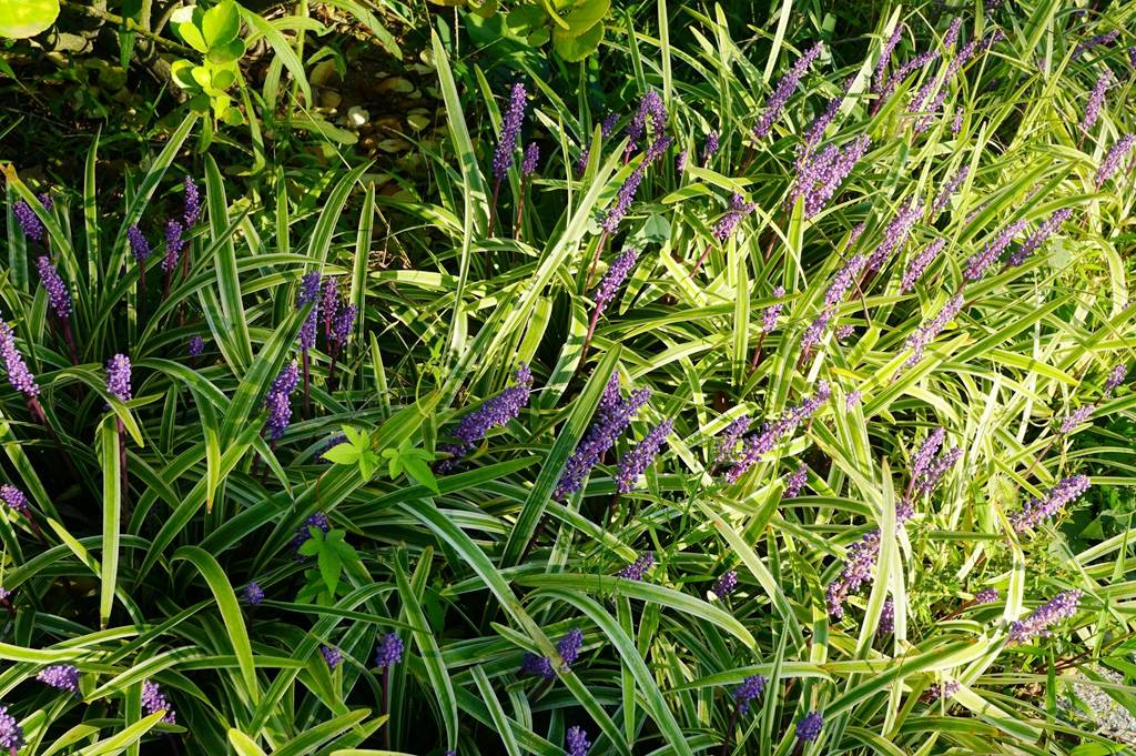 我见到的山东本土植物和园林栽培植物(306-1)金边阔叶山麦冬