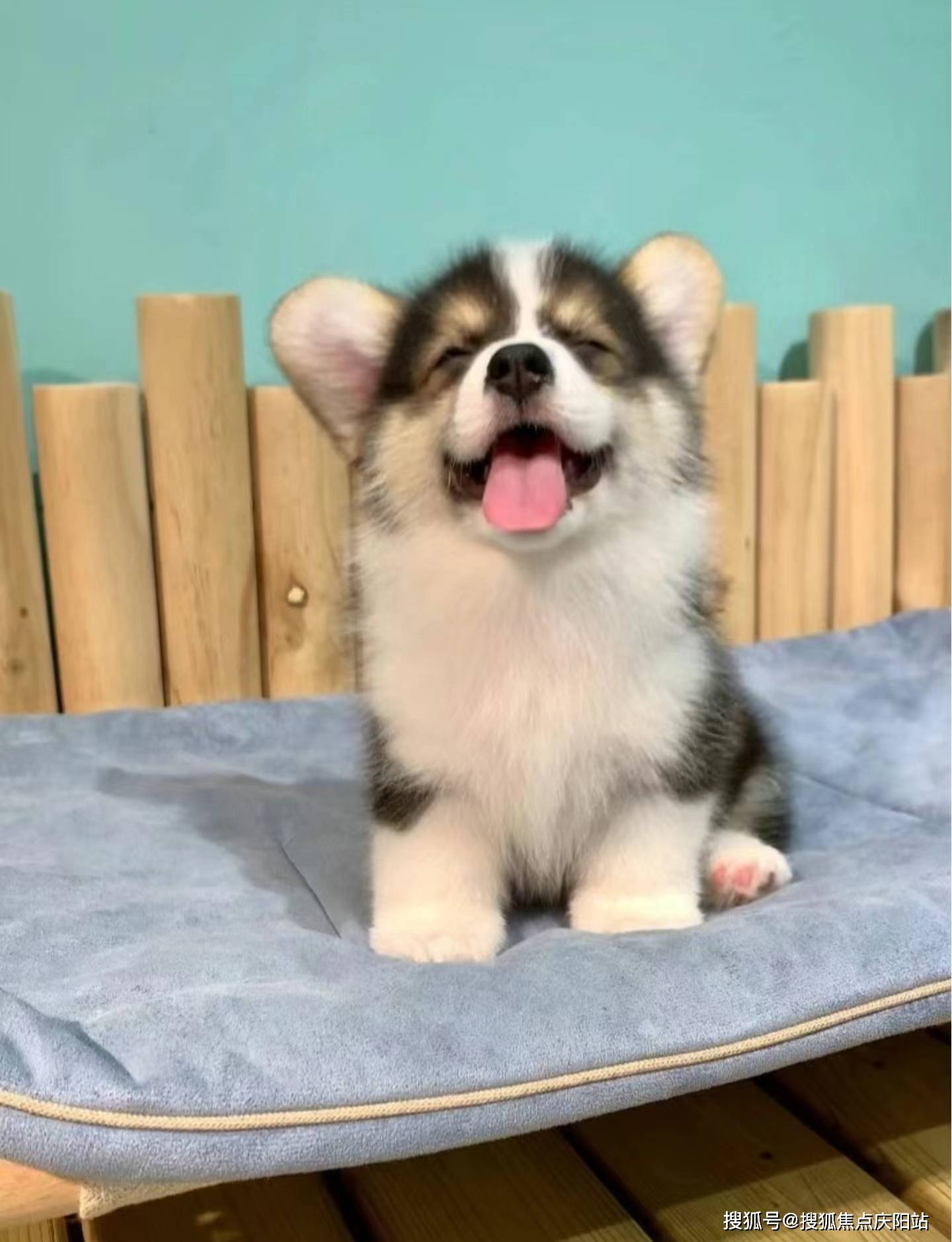 东莞买柯基犬首页网站(东莞莞城)买柯基犬哪里比较安全