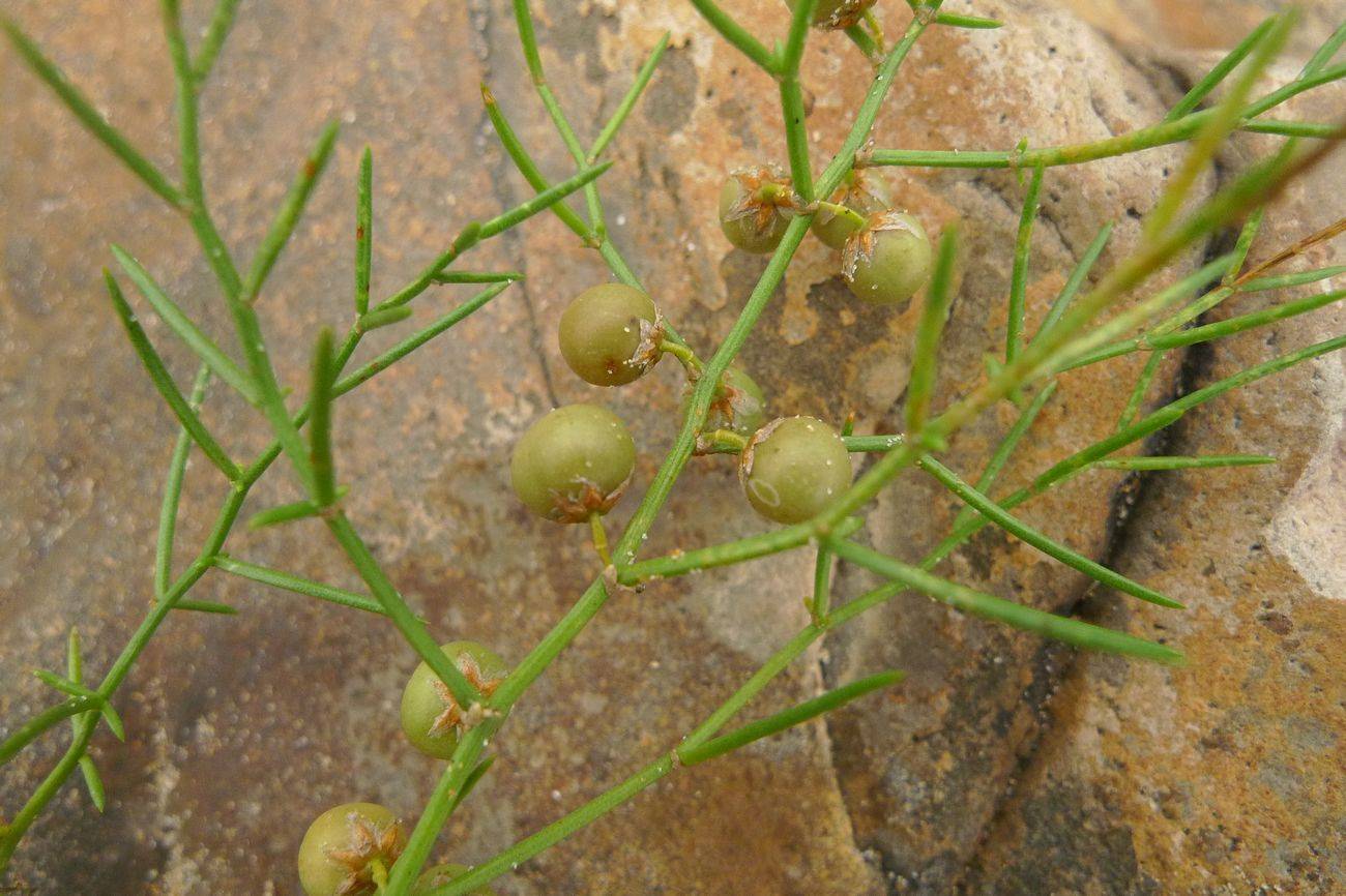 我见到的山东本土植物和园林栽培植物(309)兴安天门冬_花被_花梗_分枝