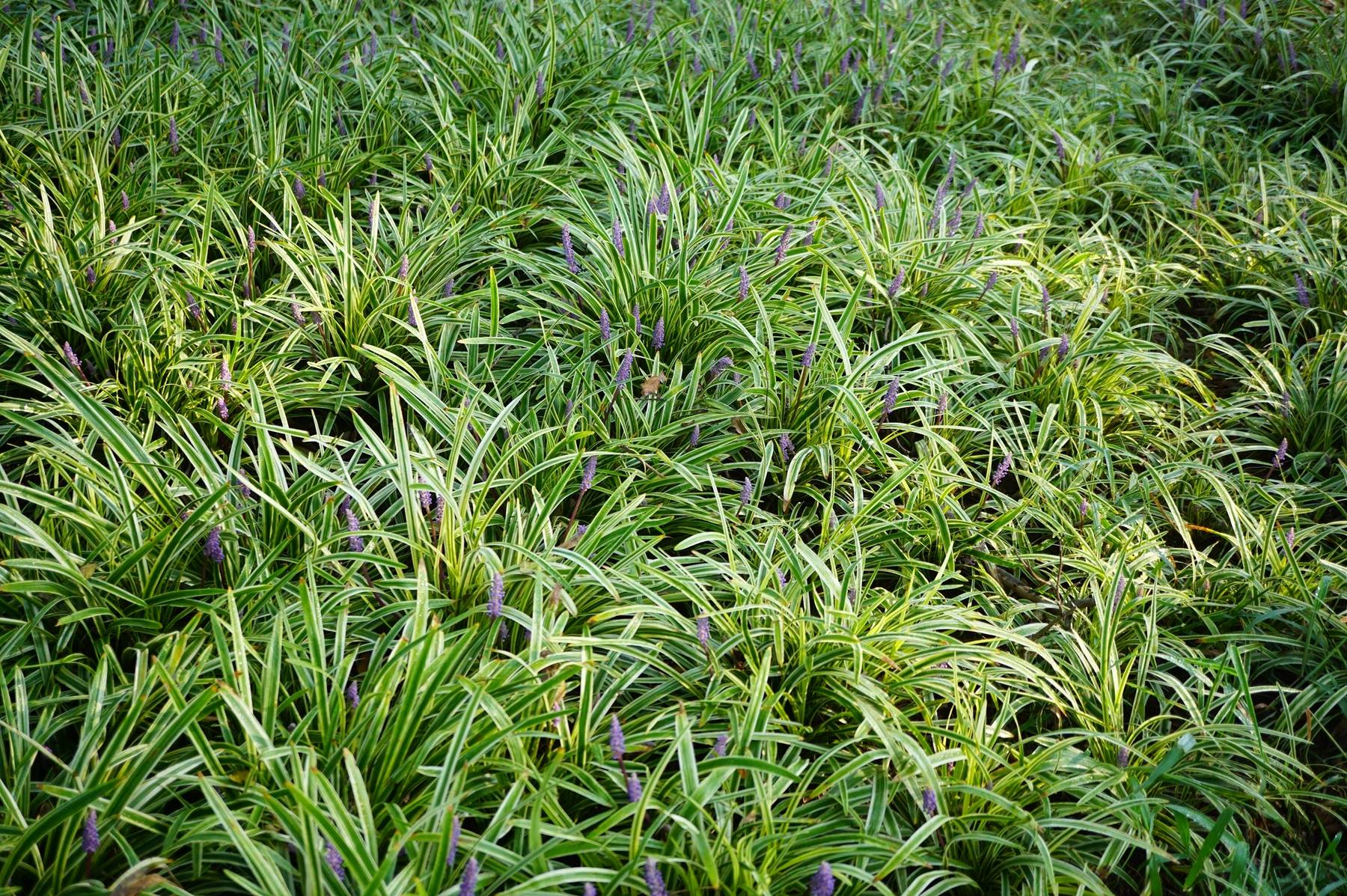 我见到的山东本土植物和园林栽培植物(306-1)金边阔叶山麦冬