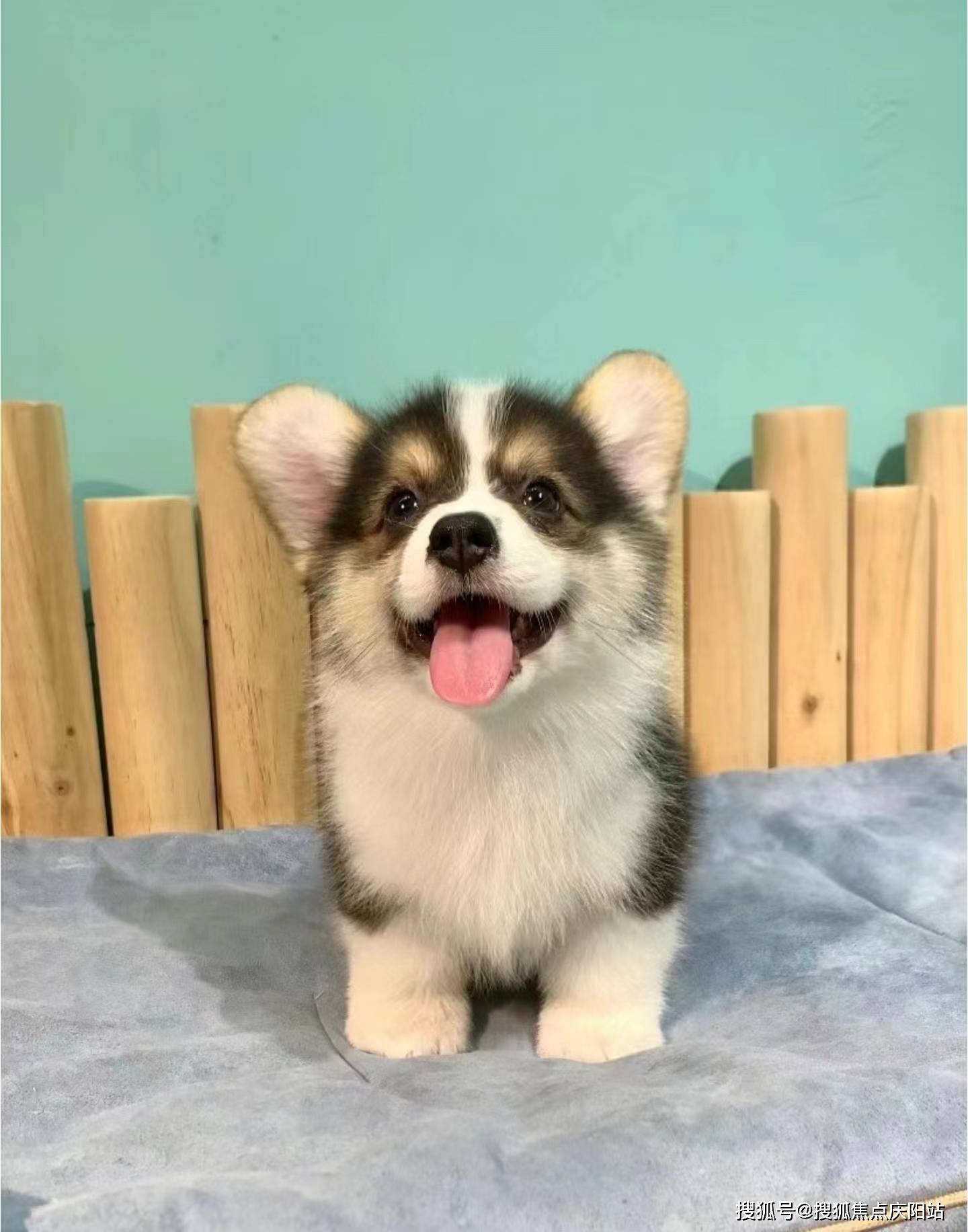 南昌买柯基犬首页网站(南昌红谷滩区)柯基犬多少钱一只