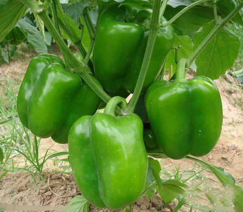 瑞特菜椒高产大果甜椒青椒辣椒种子