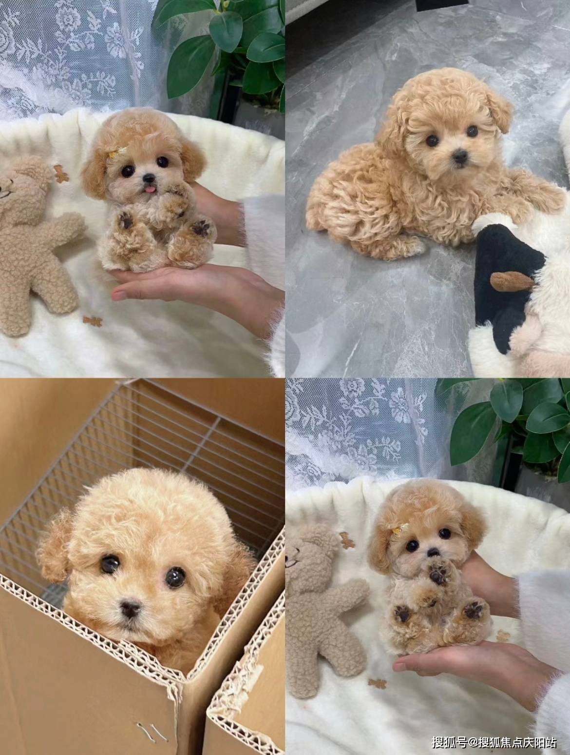 深圳买泰迪犬首页网站(深圳南山区)哪家宠物店有卖泰迪犬的_福安_纯种