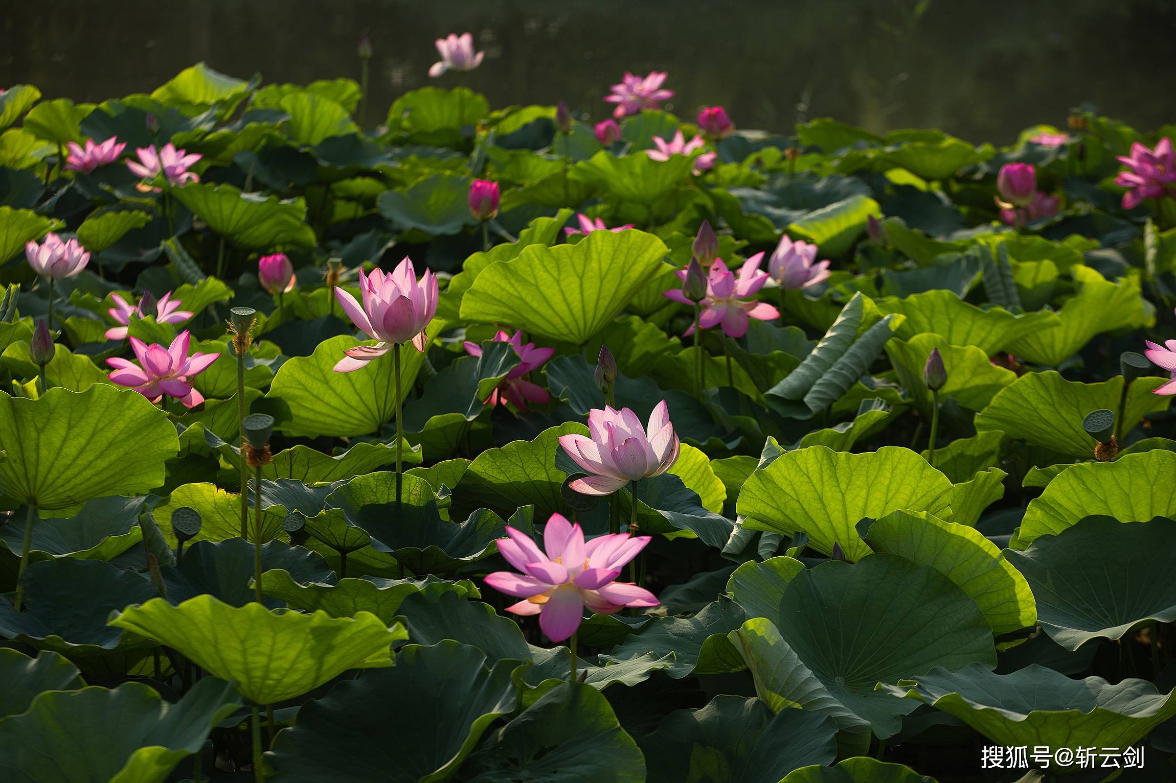 被称之为"小泉城"的章丘绣江河公园荷花开了