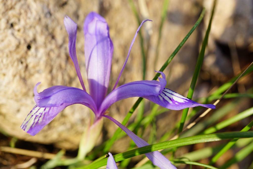 我见到的山东本土植物和园林栽培植物(329)紫苞鸢尾