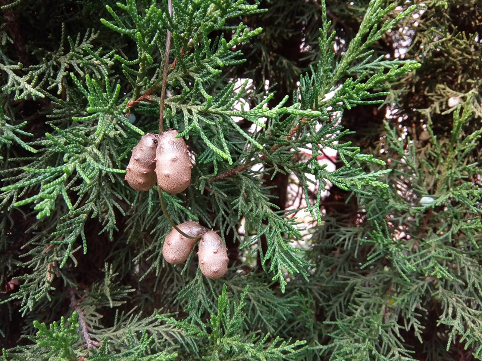 我见到的山东本土植物和园林栽培植物(332)薯蓣