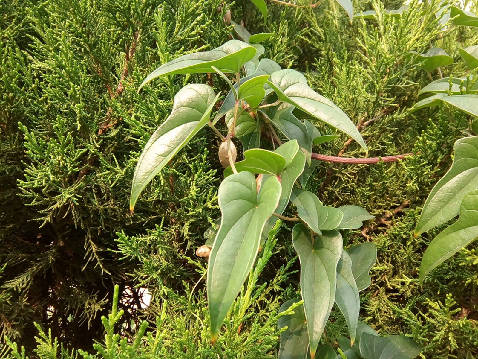 我见到的山东本土植物和园林栽培植物