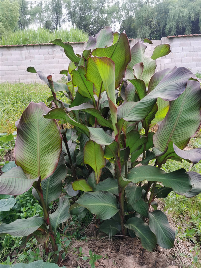 我见到的山东本土植物和园林栽培植物