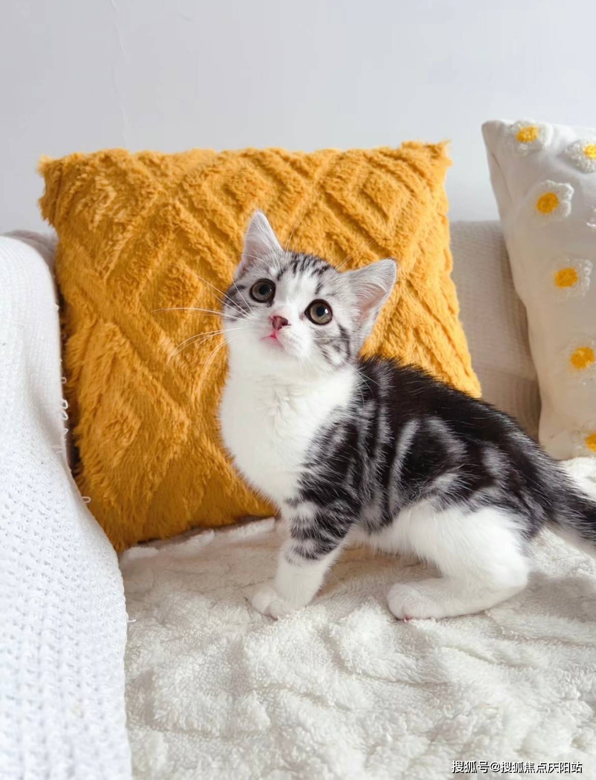 长沙买美短起司猫首页网站(长沙芙蓉区)美短起司猫猫多少钱一只