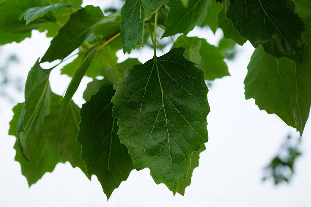 我见到的山东本土植物和园林栽培植物(350)毛白杨