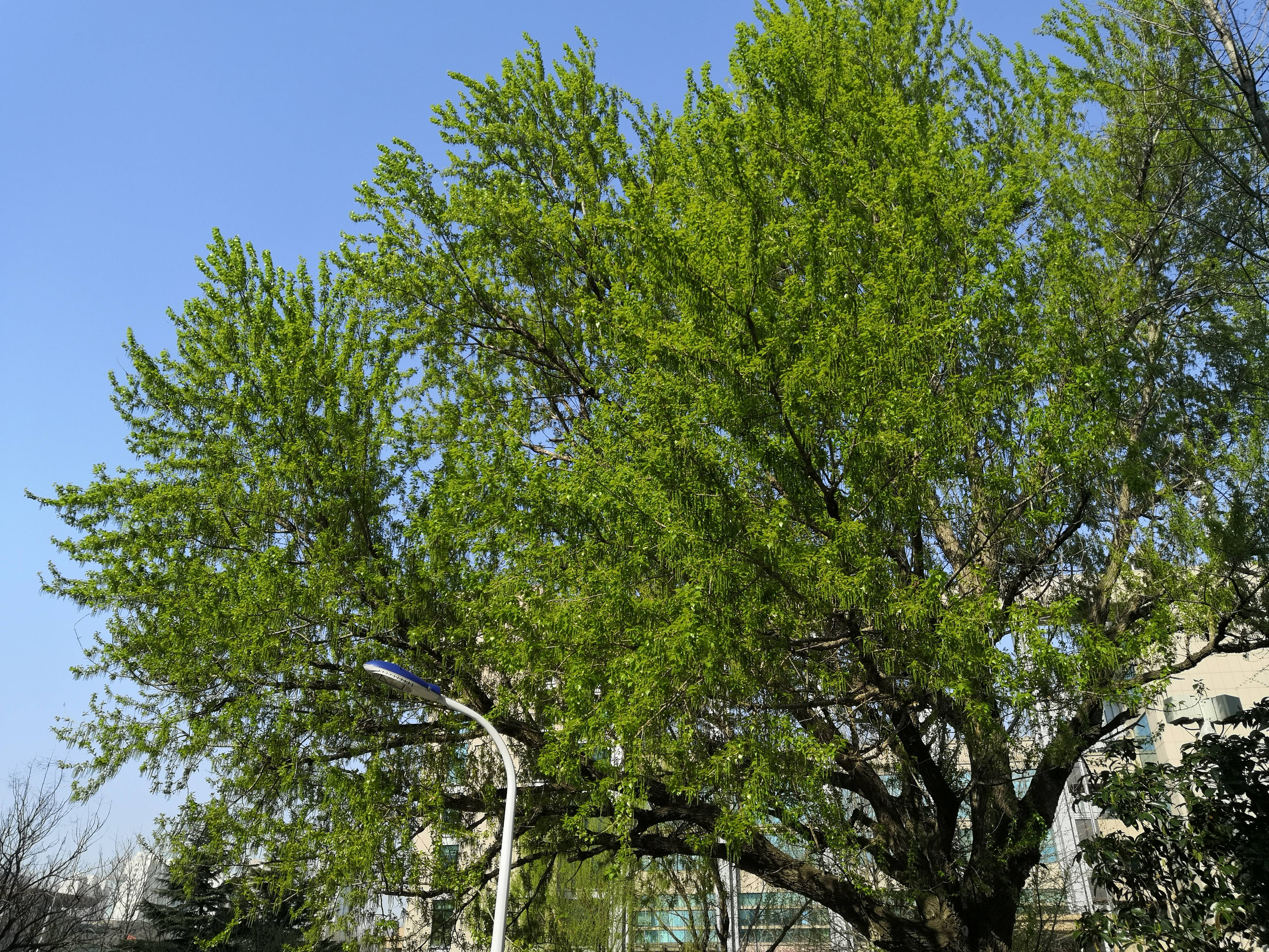 我见到的山东本土植物和园林栽培植物(353)小叶杨