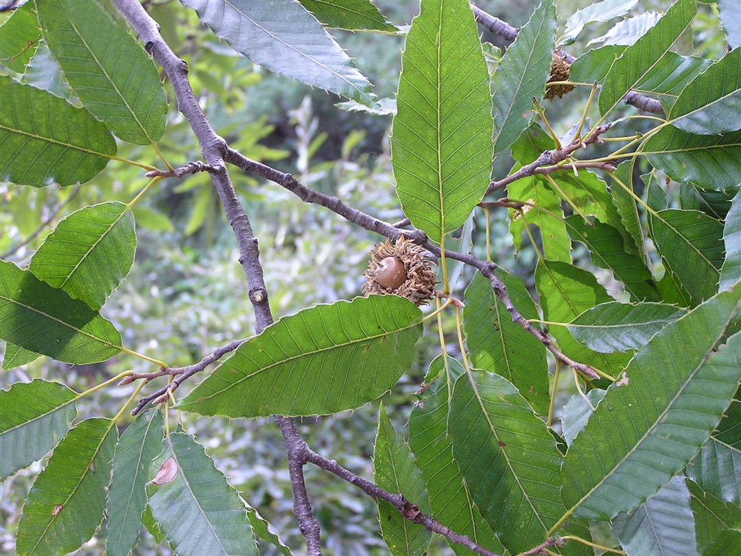 我见到的山东本土植物和园林栽培植物（359）栓皮栎_树皮_黑褐色_坚果