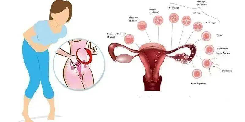 女性排卵期的表现有哪些(怎么判断是否排卵)