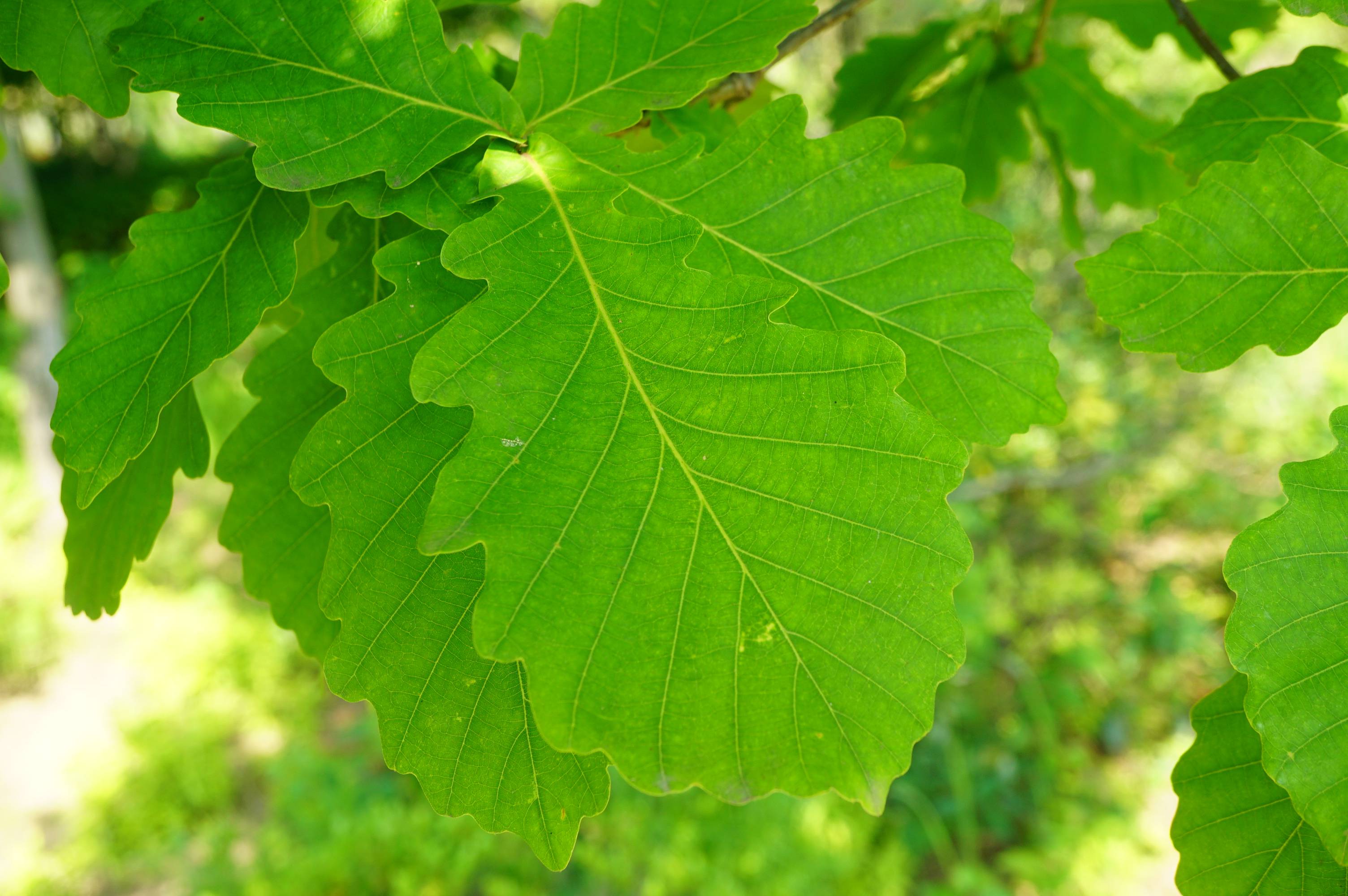 我见到的山东本土植物和园林栽培植物(361)蒙古栎