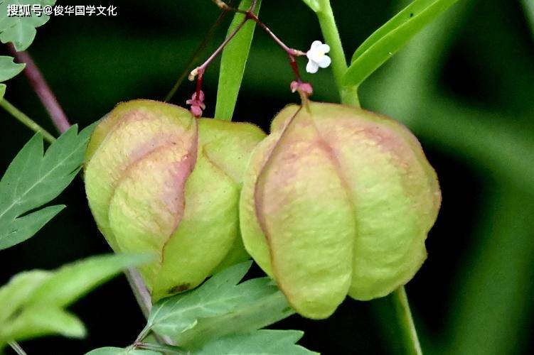酉鸡：日元甲木，健康运