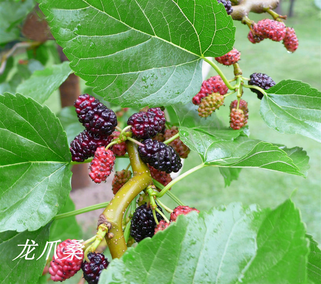 我见到的山东本土植物和园林栽培植物