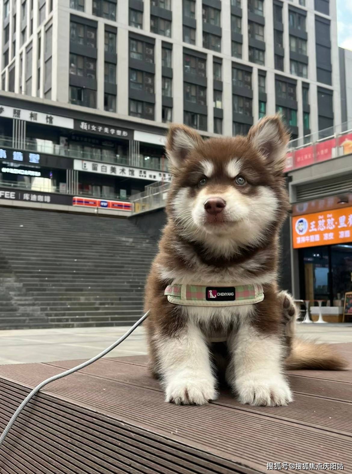 阿拉斯加犬智商图片