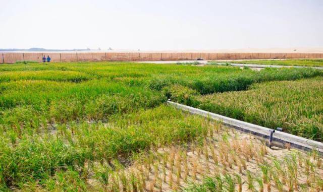 中国海水稻种植面积图片