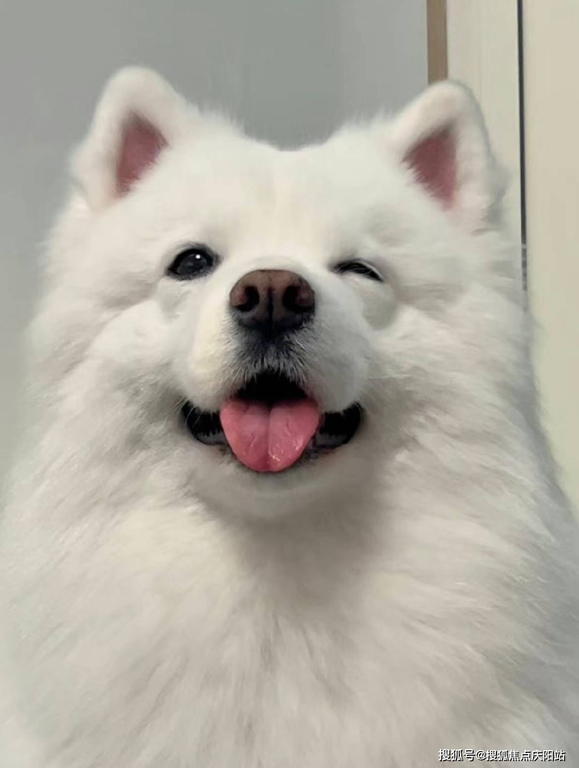 南昌买萨摩耶犬首页网站(南昌西湖区)萨摩耶犬什么价格