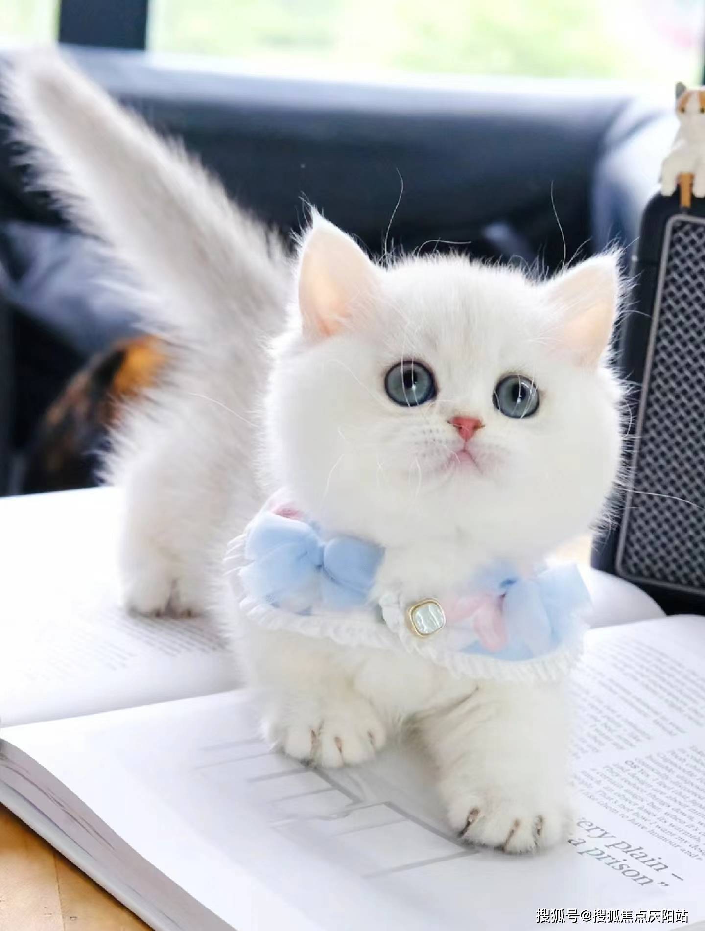 东莞买银渐层猫首页网站(东莞东城)哪里有银渐层猫出售(东莞东城)