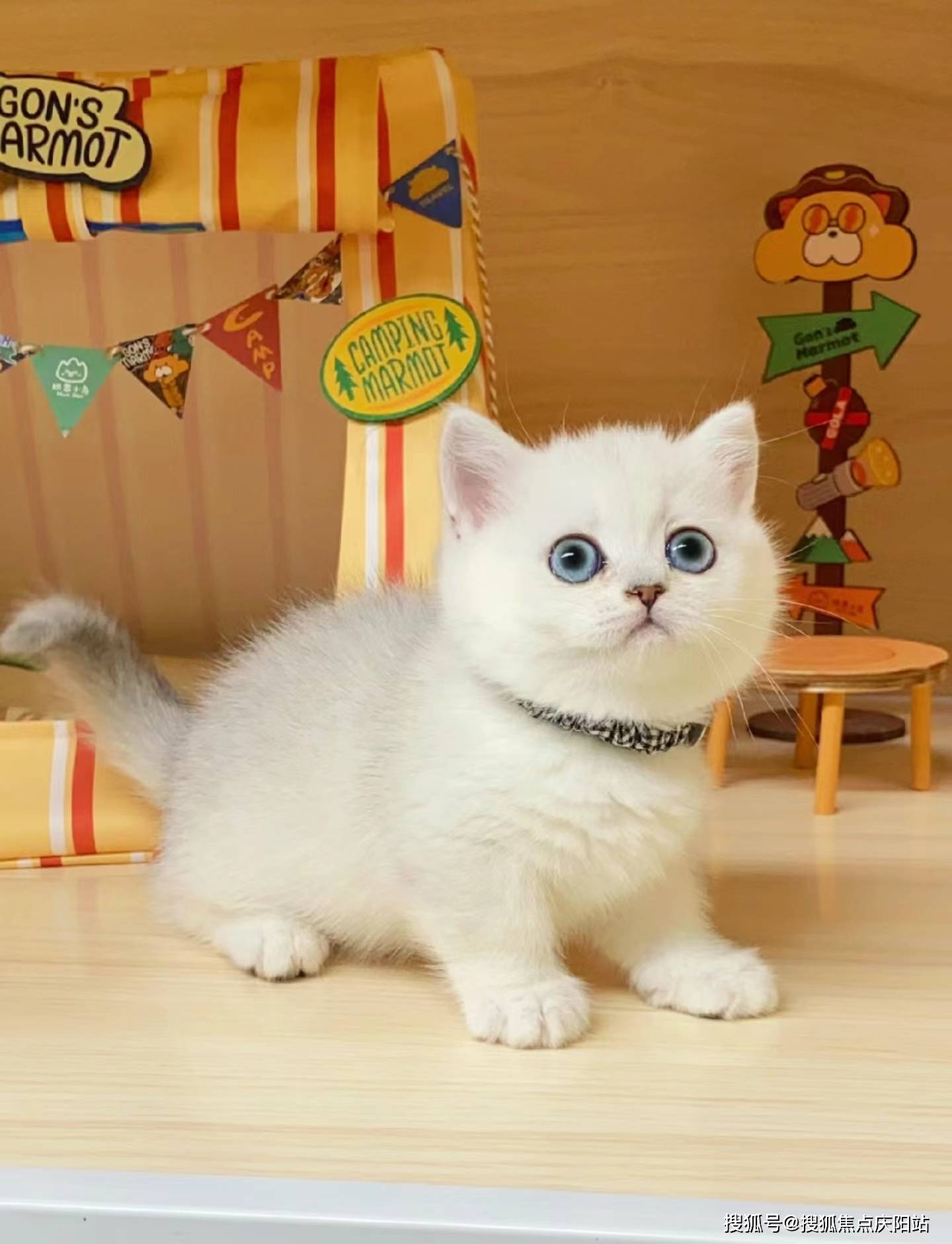 湖州买银渐层猫首页网站(湖州吴兴区)哪里有银渐层猫出售(湖州吴兴区)