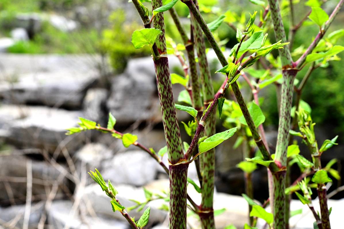 我见到的山东本土植物和园林栽培植物(420)虎杖