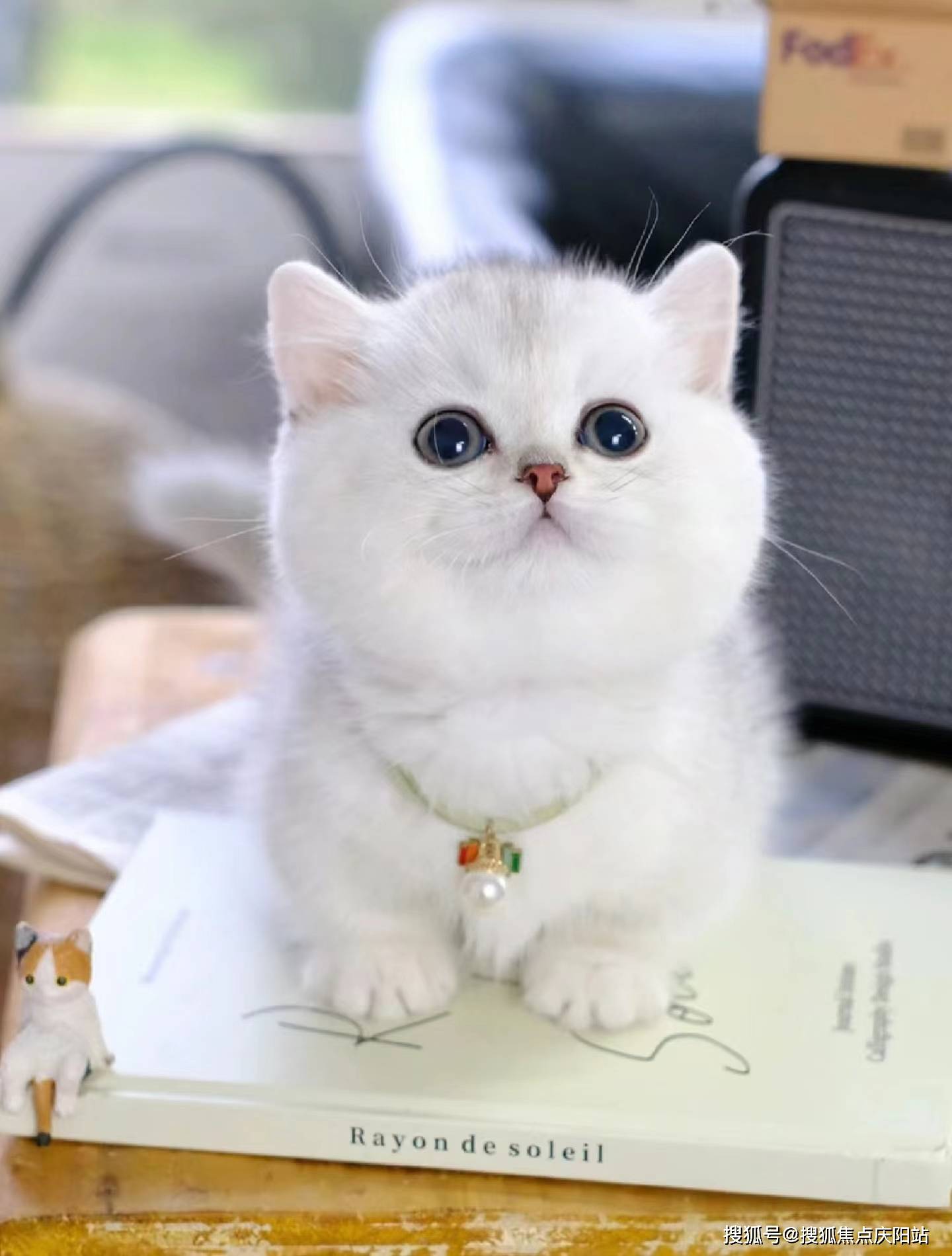 哈尔滨买银渐层猫首页网站(哈尔滨香坊区)买银渐层猫哪里比较安全