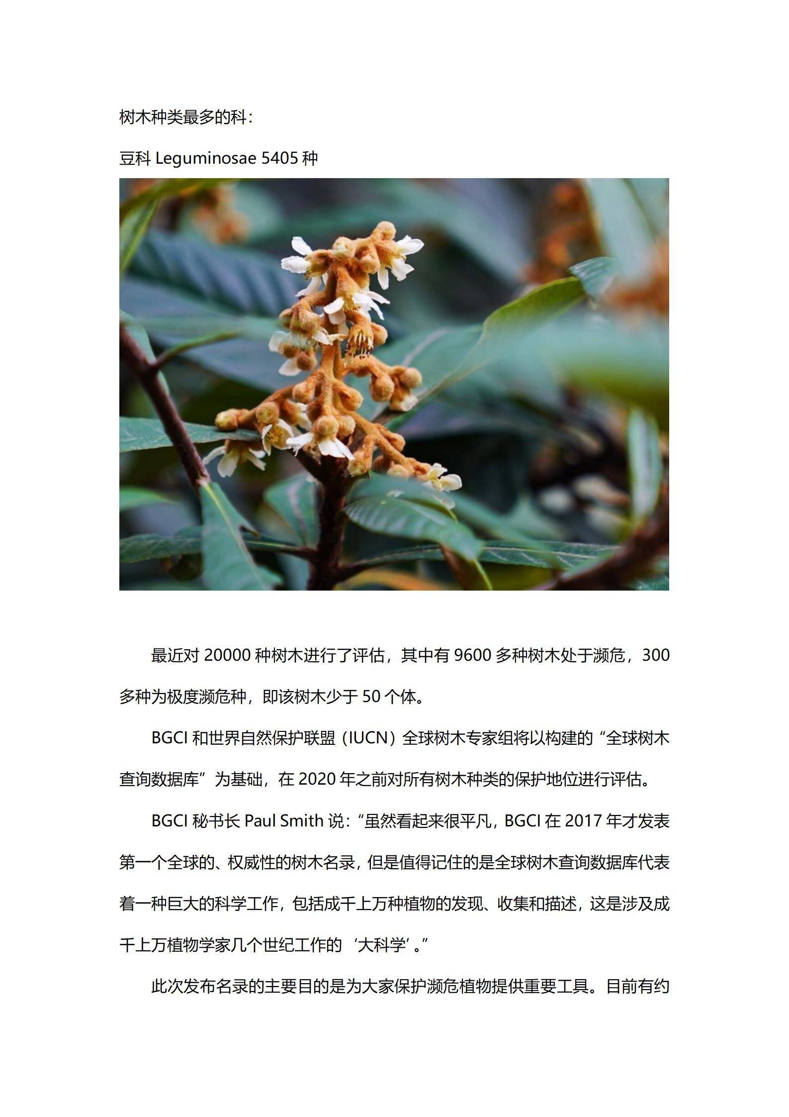 稀有树木名称图片大全图片