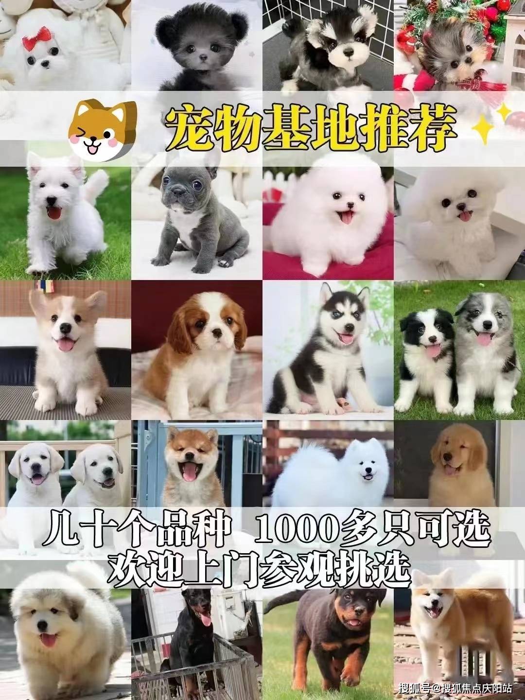 宁波买泰迪犬首页网站(宁波海曙区)买泰迪犬哪里有实体店
