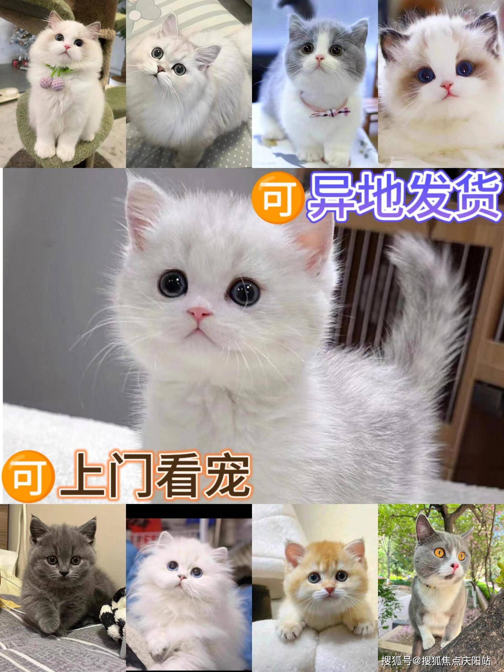 厦门买英短蓝白猫首页网站(厦门思明区)买英短蓝白猫在哪里买靠谱又