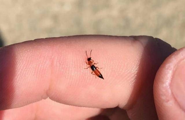 农村常见的这7种虫子,你害怕哪一种?最后一种可能会"危及生命"