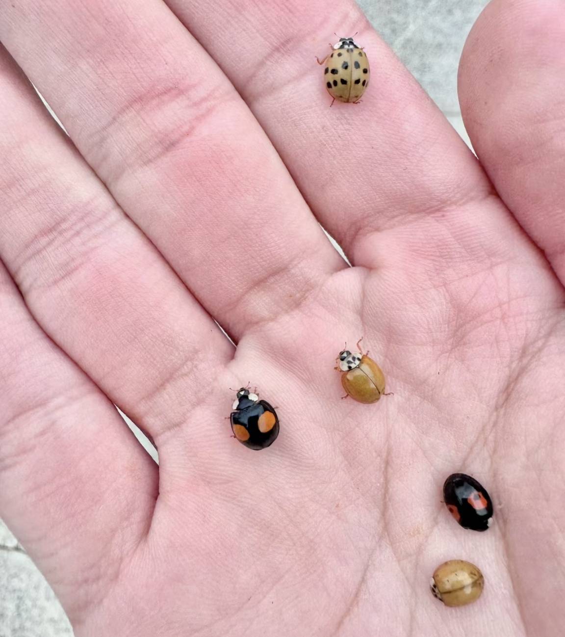 关于七星瓢虫,有你不知道的10个冷知识,比如七星瓢虫的平均寿命大约为