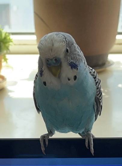 吉林省吉林市船营区《有偿寻鸟》——"虎皮鹦鹉"