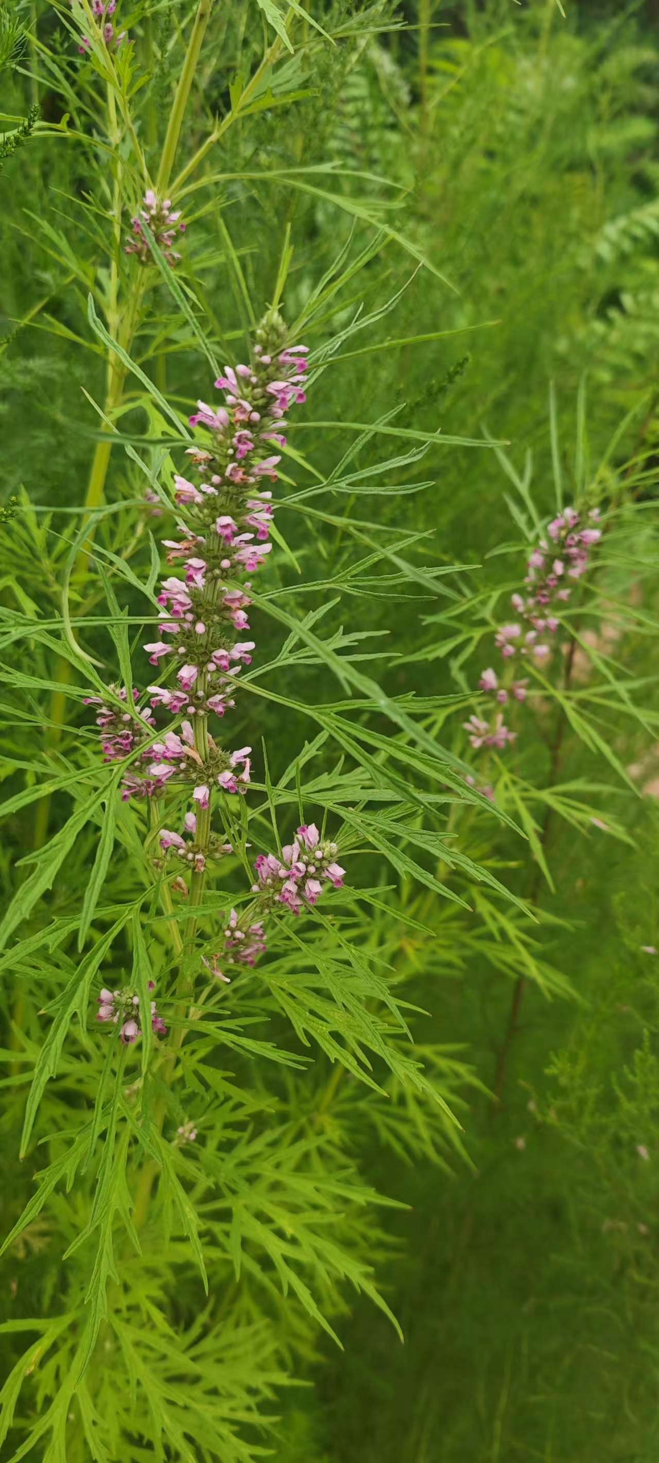 《益母草花开:绽放生命的美丽》