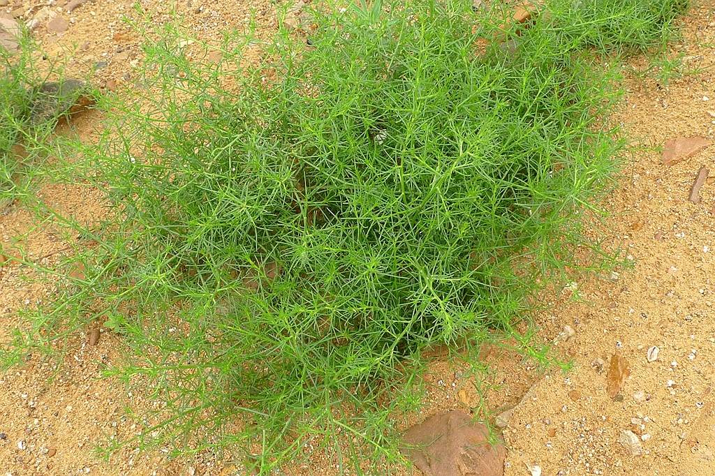 我见到的山东本土植物和园林栽培植物(449)猪毛菜