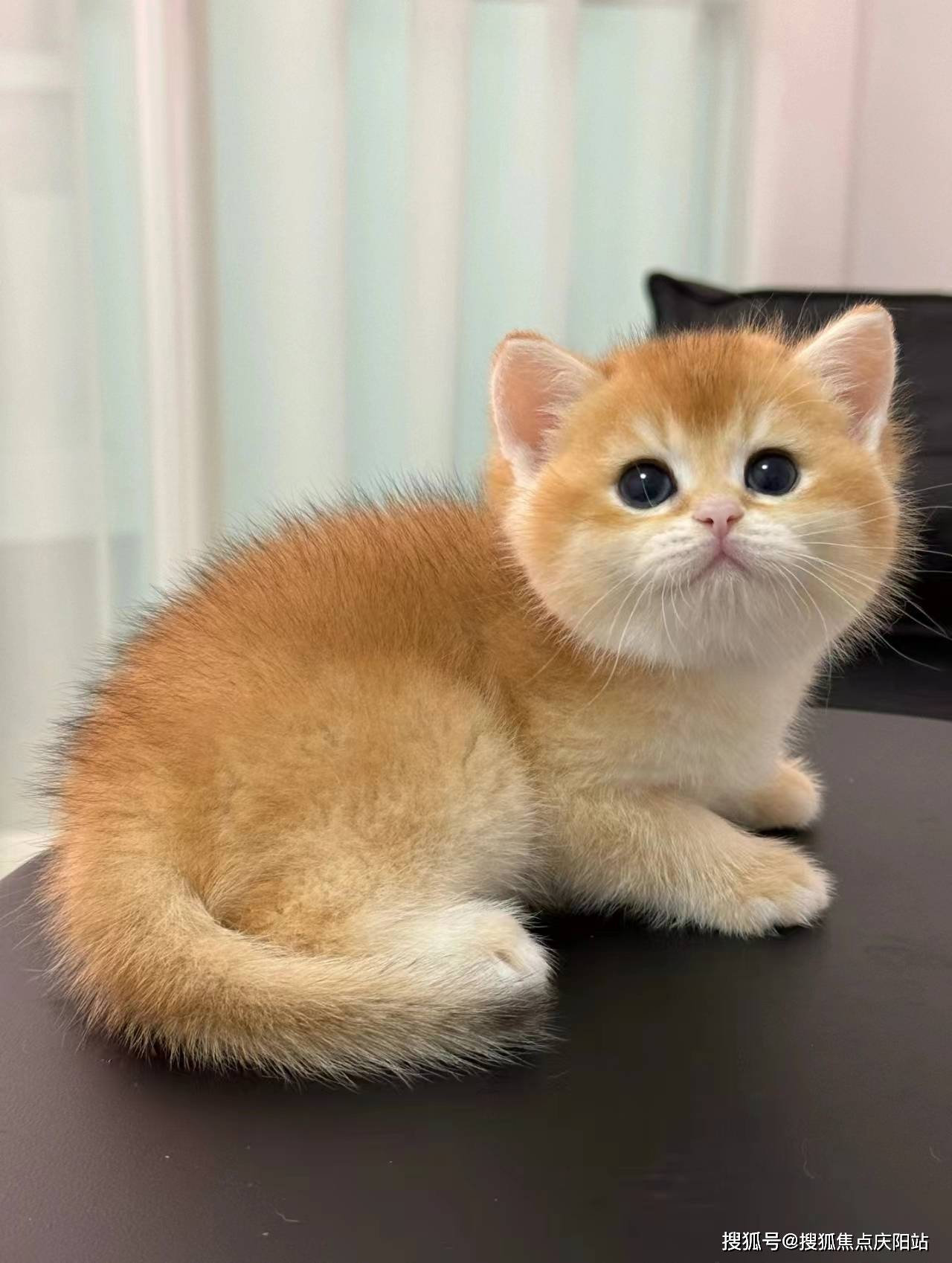 武汉买金渐层猫首页网站(武汉武昌区)买金渐层猫哪里比较安全