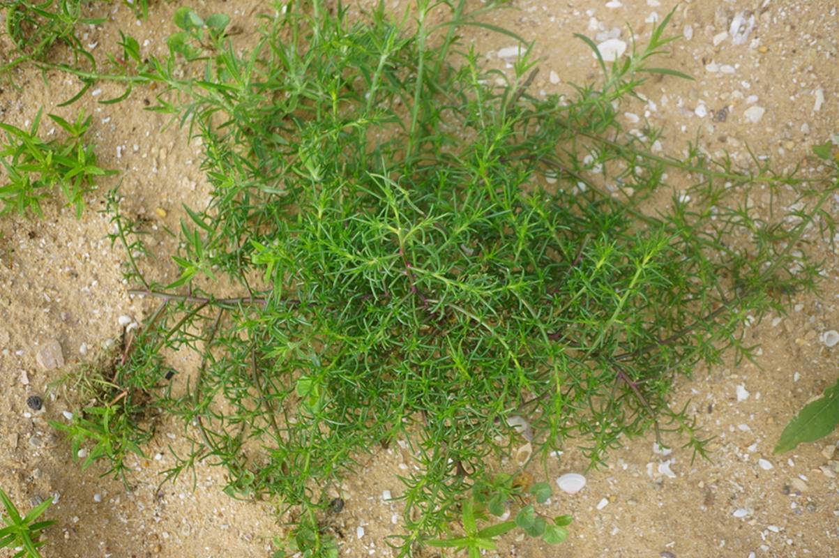 我见到的山东本土植物和园林栽培植物(450)无翅猪毛菜