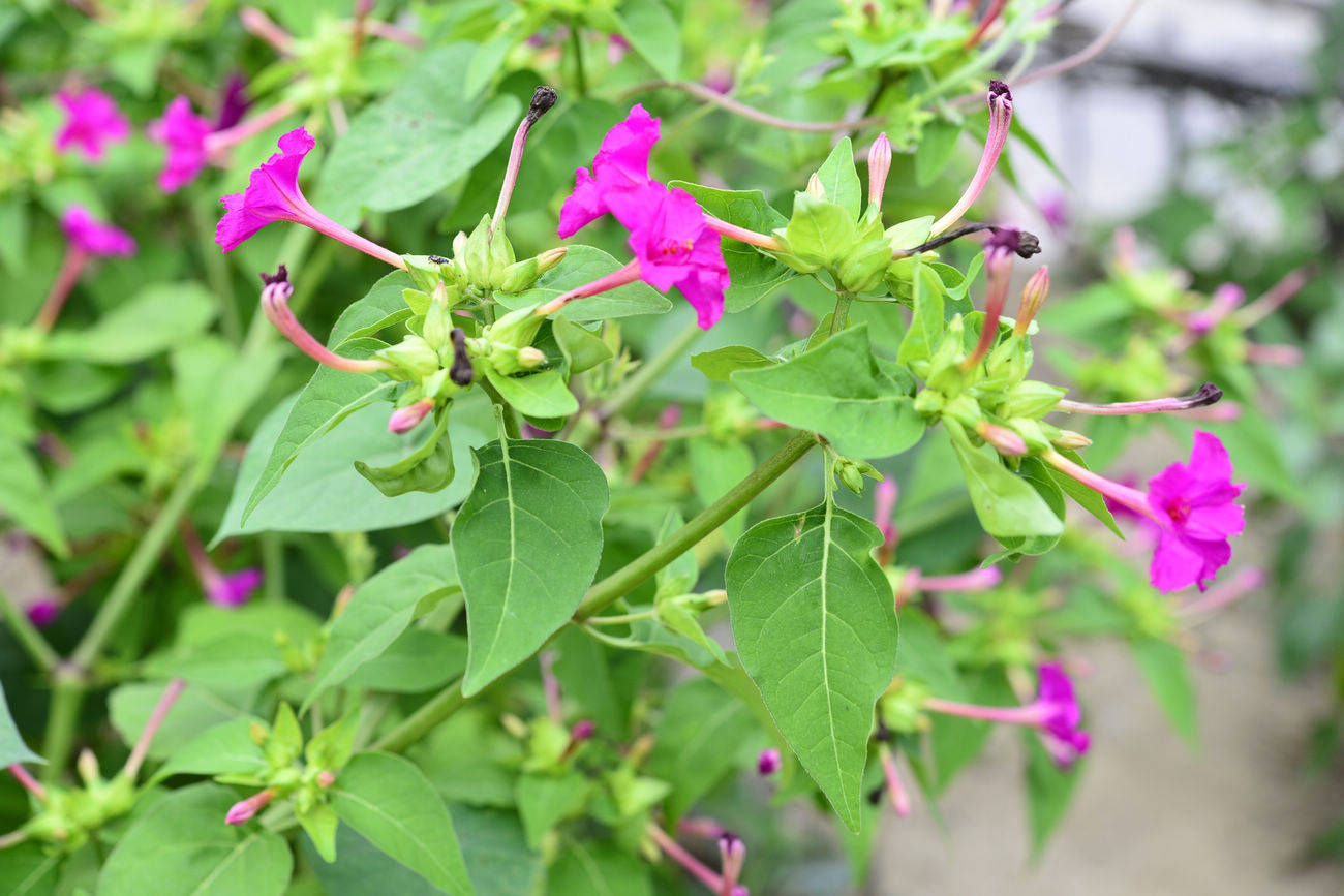 我见到的山东本土植物和园林栽培植物(462)紫茉莉