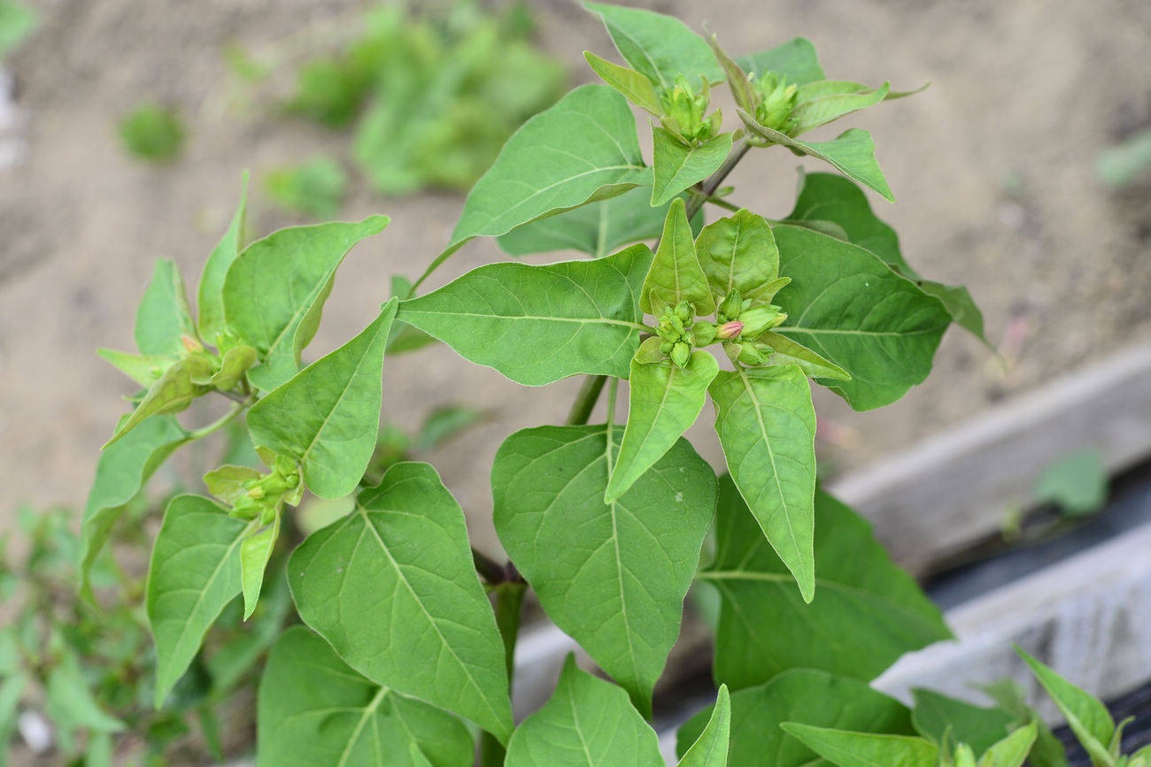 我见到的山东本土植物和园林栽培植物(462)紫茉莉