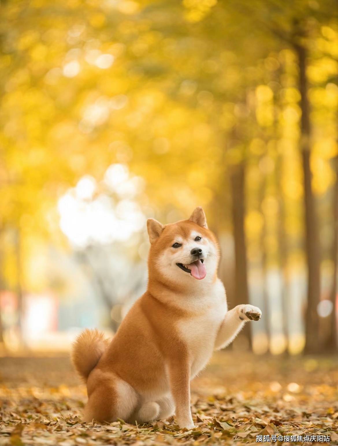 沙雕柴犬壁纸图片