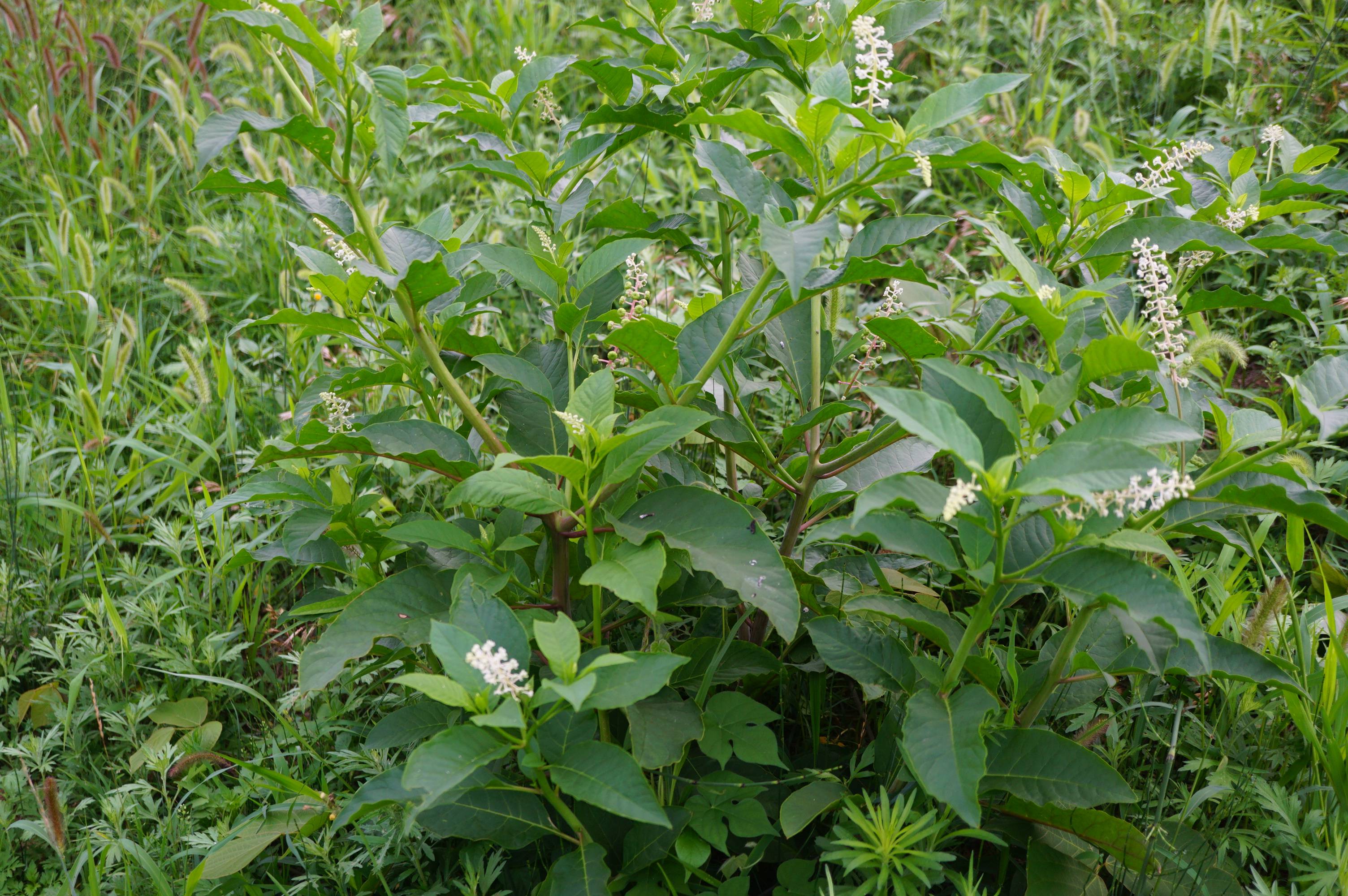 我见到的山东本土植物和园林栽培植物