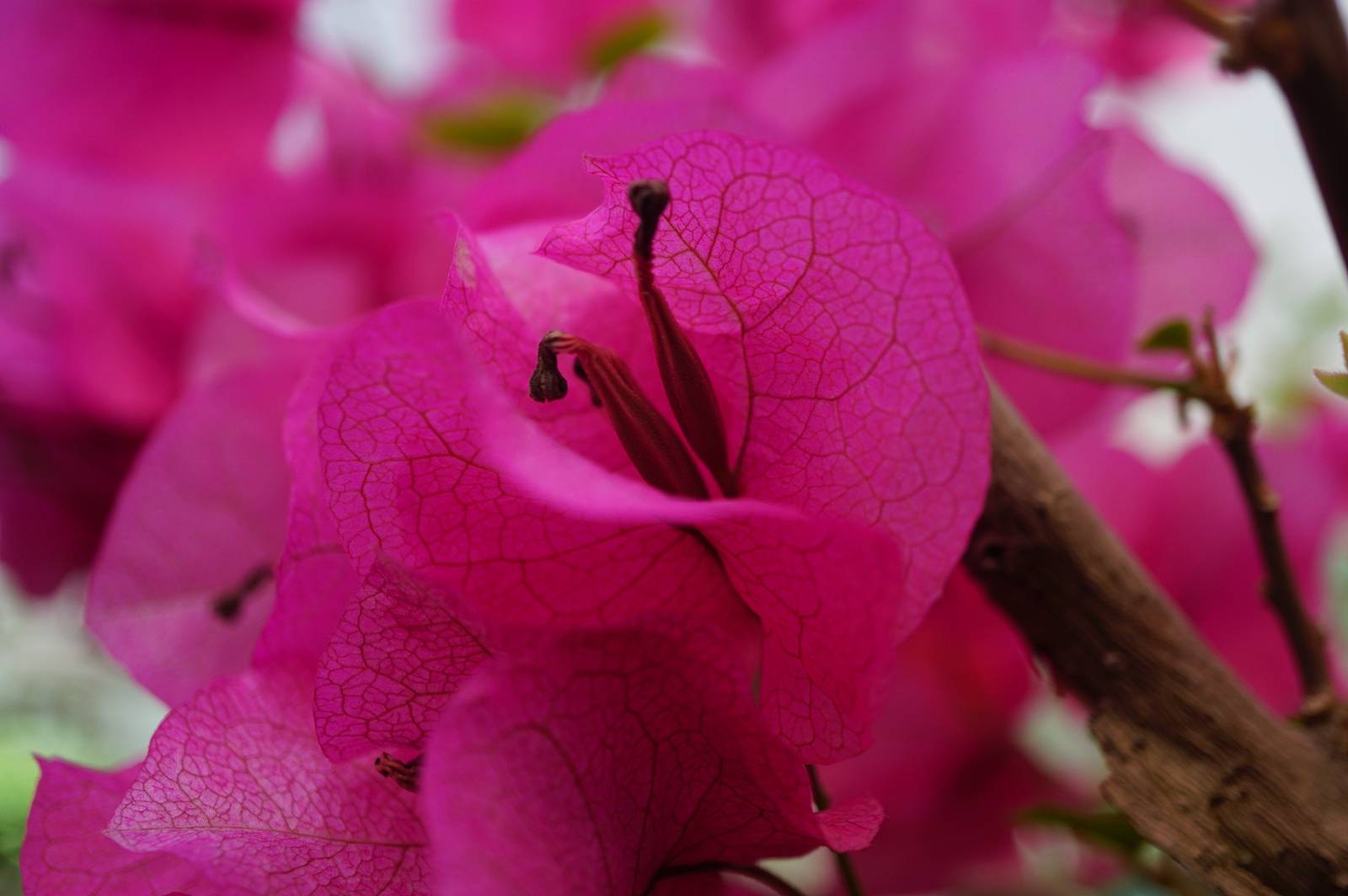 我见到的山东本土植物和园林栽培植物(464)光叶子花(栽培)