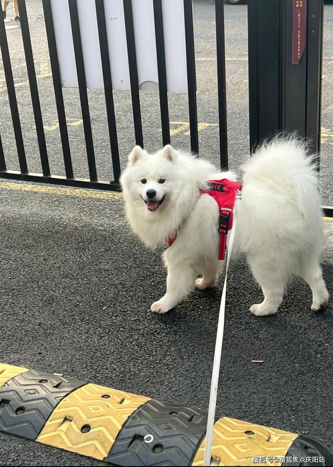 无锡买萨摩耶犬首页网站(无锡梁溪区)买萨摩耶犬的宠物店哪家口碑好