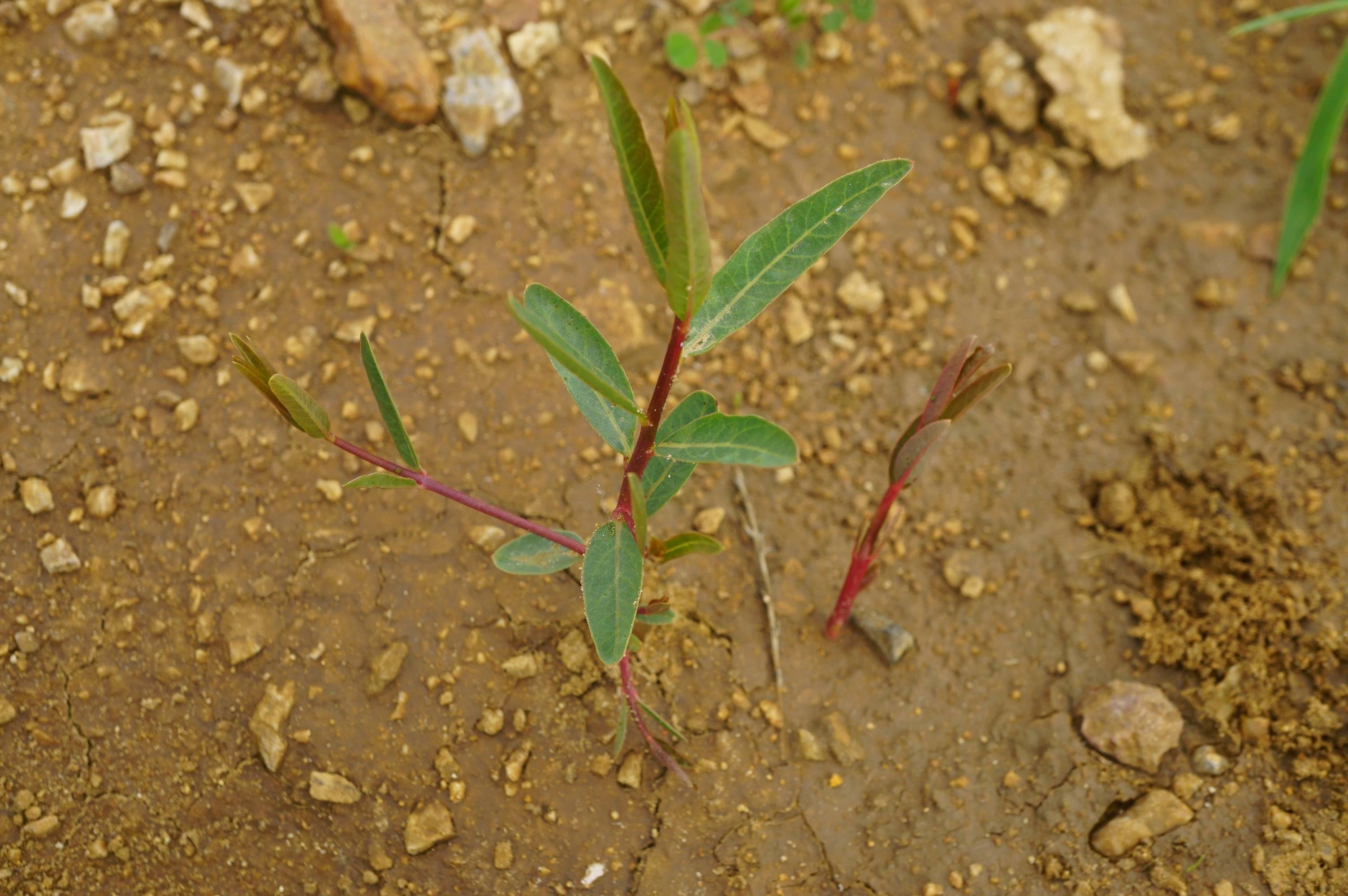 本种是我国野生大面积的纤维植物.