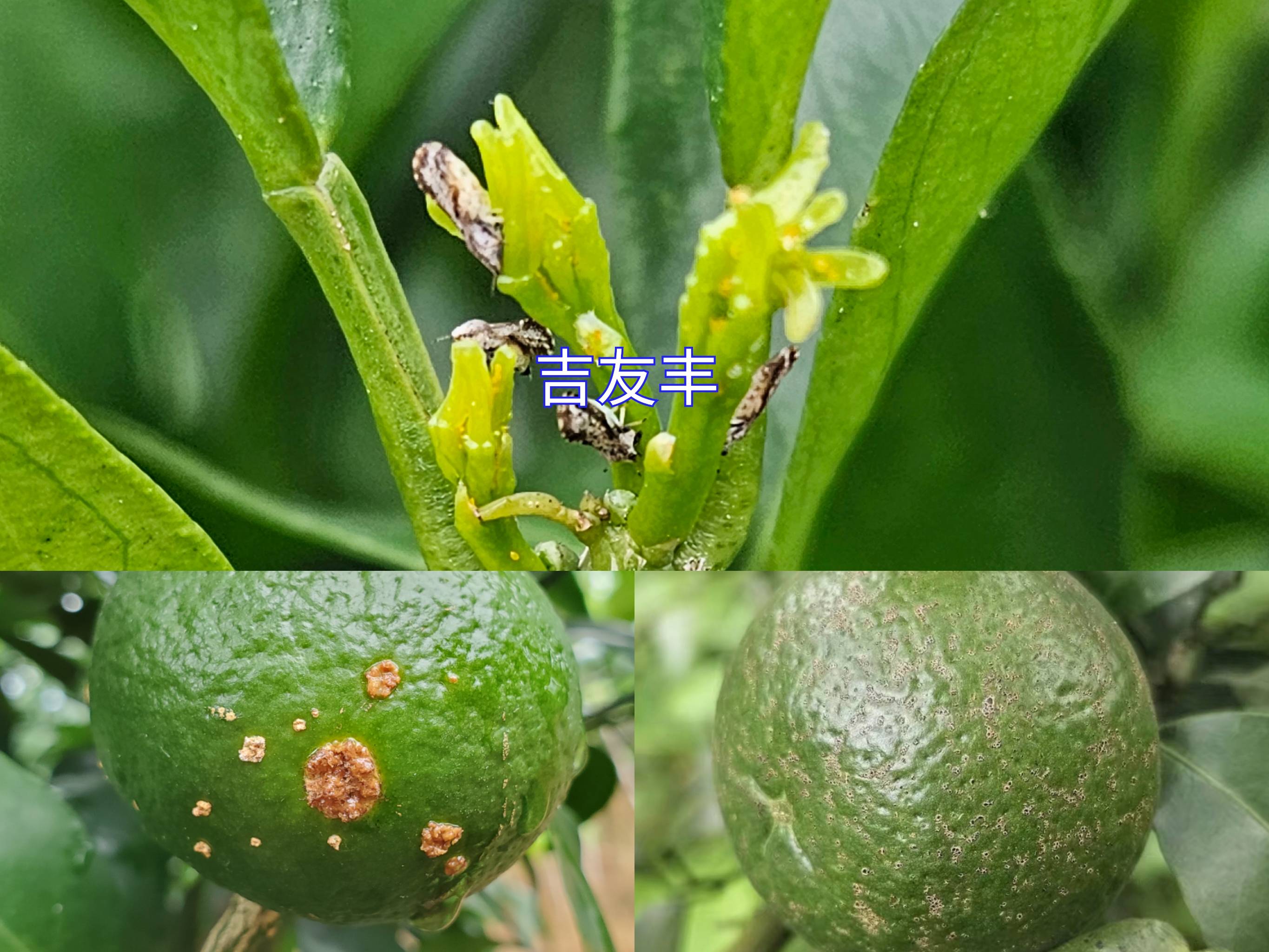 台风雨过后,柑橘重点防治木虱,砂皮病,溃疡病!