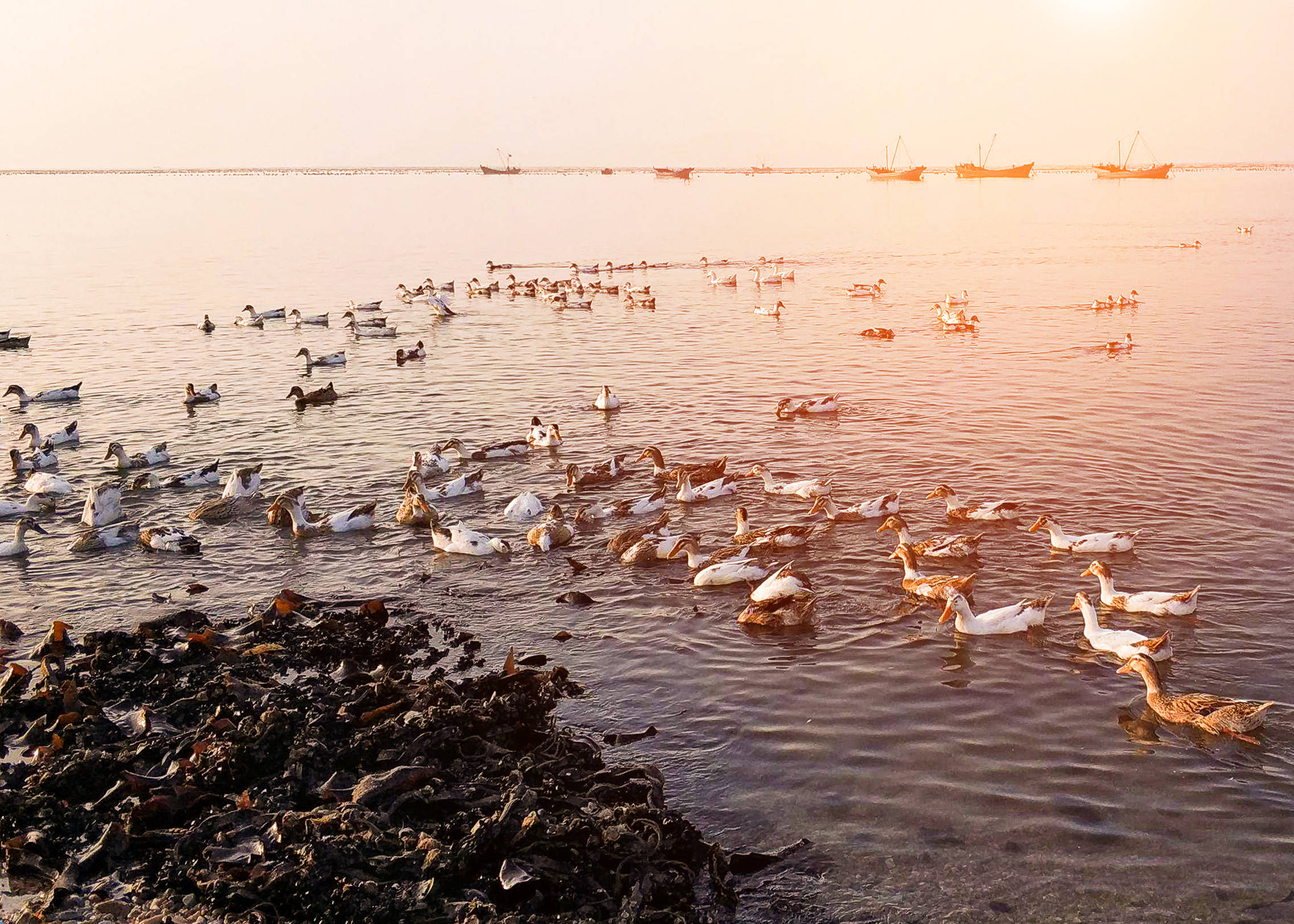 这些海鸭蛋,是海洋与陆地的完美结晶,它们在海风的轻抚,阳光的沐浴下