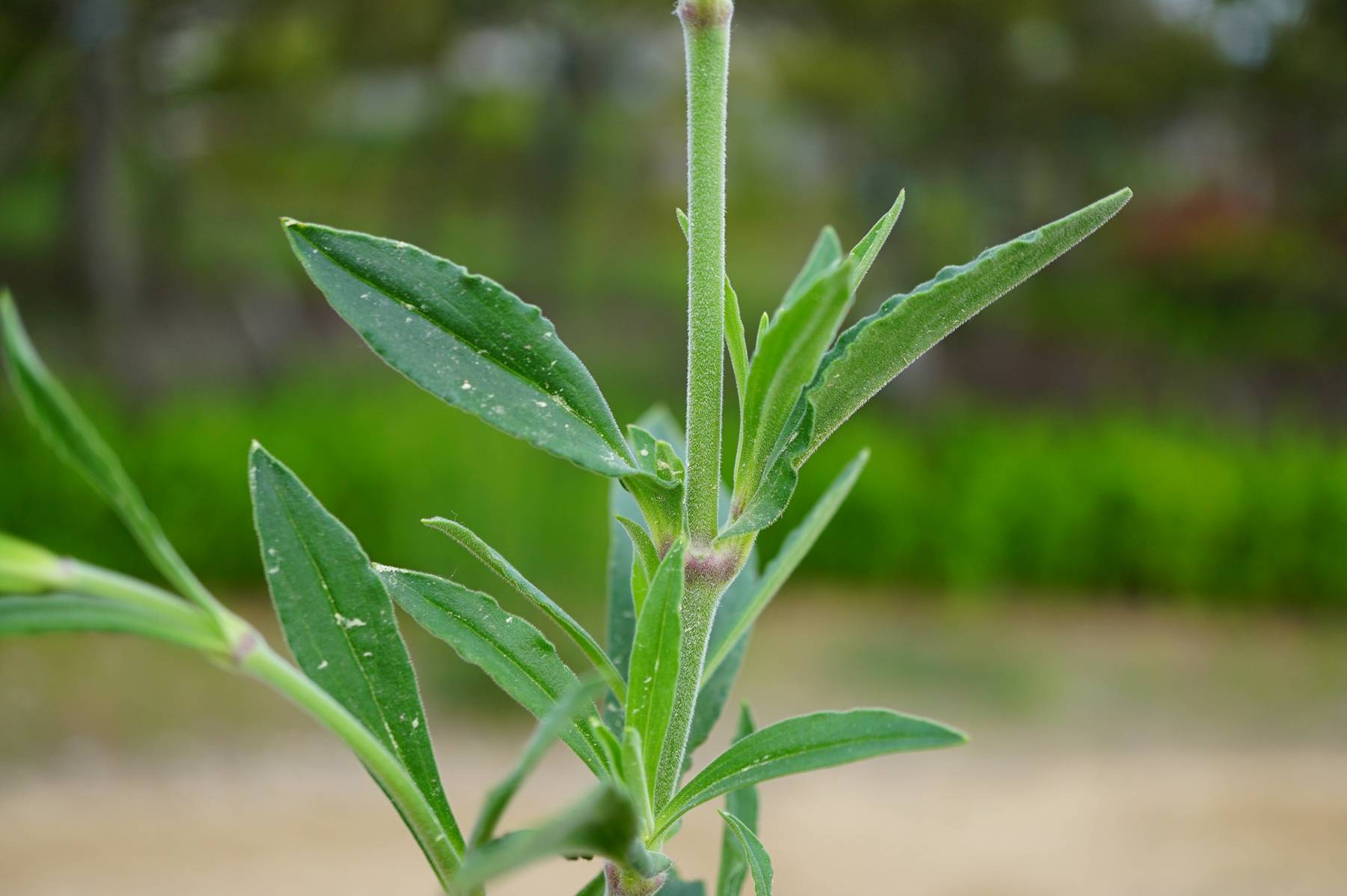我见到的山东本土植物和园林栽培植物(509)女娄菜